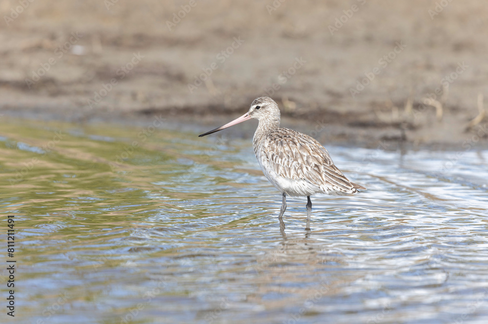 Bar-tailed Godwit Limosa lapponica in a swamp in northern Brittany Bar-tailed Godwit Limosa lapponica in a swamp in northern Brittany