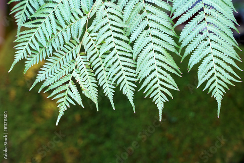 Paco fern leaves on the green background of the tree are feathery compound leaves. It is light green and when mature it becomes dark green. Young shoots are popularly used for cooking.