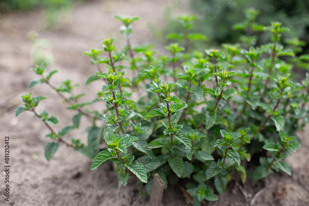 Mint bush with green leaves in the garden, aromatic fresh organic mint outdoors. Mint bush with green leaves in the garden, aromatic fresh organic mint outdoors.