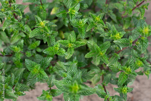 Mint bush with green leaves in the garden, aromatic fresh organic mint outdoors.