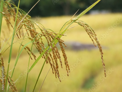 A close-up view of a rice plant in a paddy field. The slender green stalks sway gently in the breeze, their leaves shimmering with a hint of gold in the sunlight.