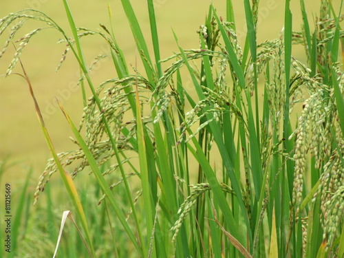 A close-up view of a rice plant in a paddy field. The slender green stalks sway gently in the breeze.