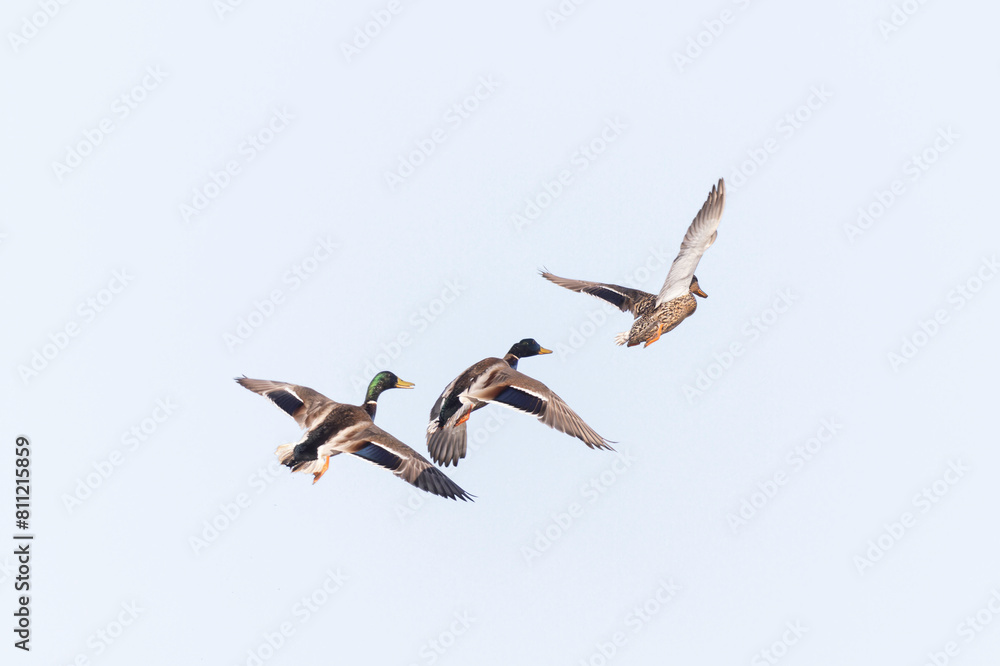 Obraz premium Mallard Anas platyrhynchos in close view