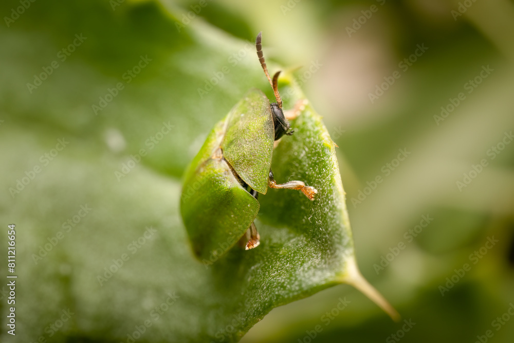 close up of a thistle tortoise beetle, Belgium close up of a thistle tortoise beetle, Belgium