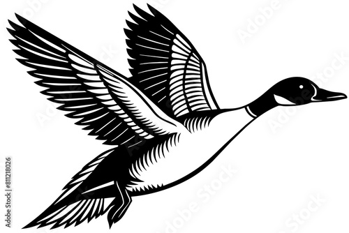 Flying Northern Pintail vector illustration