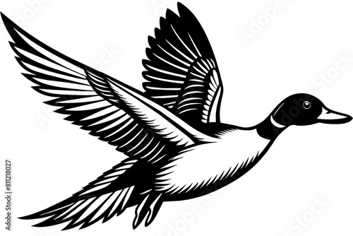 Flying Northern Pintail vector illustration