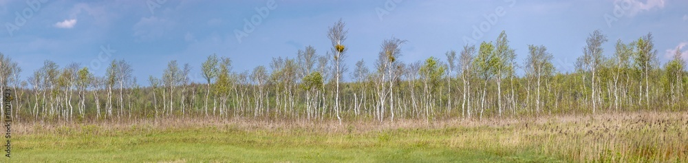 Beautiful landscape with a trees, panorama, Poland Beautiful landscape with a trees, panorama, Poland