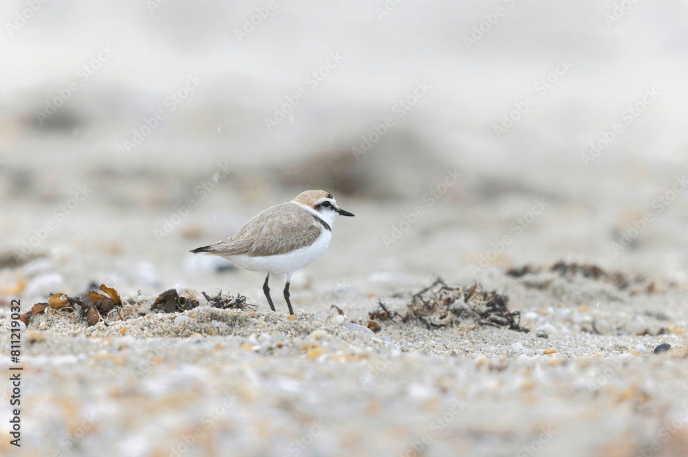 Kentish Plover Anarhynchus alexandrinus on a beach in Brittany Kentish Plover Anarhynchus alexandrinus on a beach in Brittany