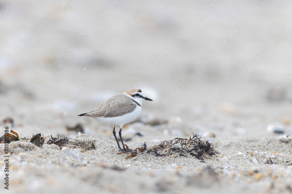 Kentish Plover Anarhynchus alexandrinus on a beach in Brittany Kentish Plover Anarhynchus alexandrinus on a beach in Brittany