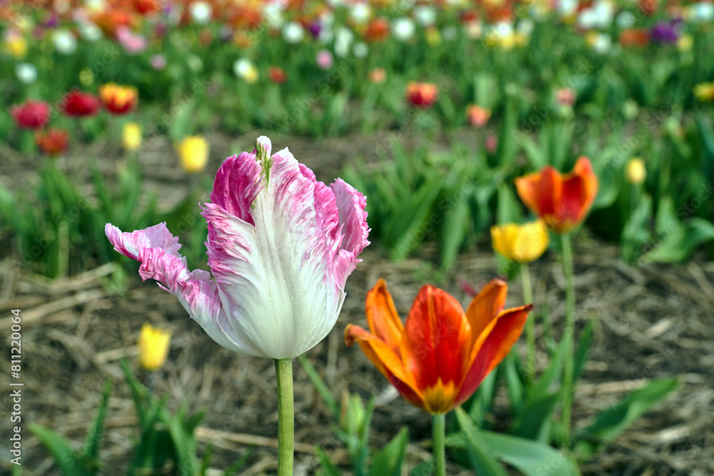 Fototapeta premium white and pink blooming tulip flower in the garden in spring