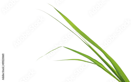 Decorative leaves of green grass in spring  isolated on white  clipping path