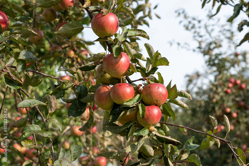 Rural organic growing of fruits in the family garden