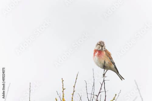 Common Linnet Linaria cannabina sitting or perching