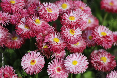 Pink flowers of english daisy. Bellis perennis pomponette  daisy in garden. 