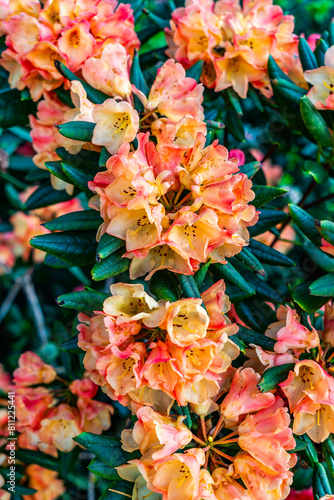 Lush Orange Blossoms Close-up