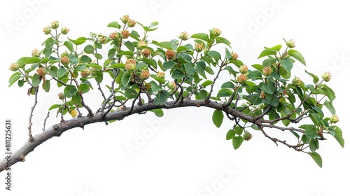 A branch of a tree with green leaves and small orange buds. The branch is isolated on a white background.