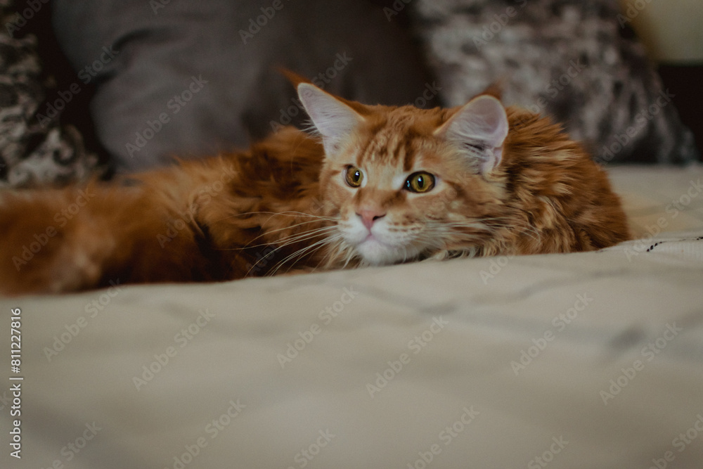Homemade redhead Maine Coon is relaxing on the couch. pet care. purebred cat from the kennel