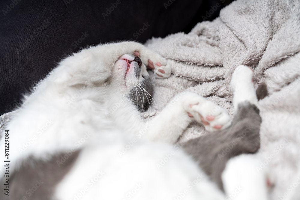 Obraz premium Cute gray white cat under beige blanket. Pet warms under a blanket in cold winter weather. a gray and white cat sleeping under a blanket. Pets friendly and care concept. domestic cat on bed