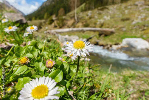 Märzenblümchen am alpinen Wildbach
