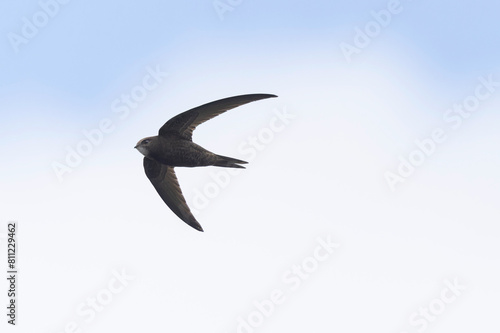 common swift Apus apus in flight 
