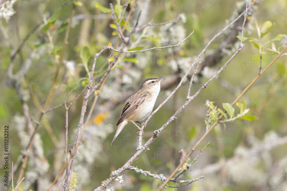 Acrocephalus schoenobaenus Sedge Warbler perching on reed and singing Acrocephalus schoenobaenus Sedge Warbler perching on reed and singing