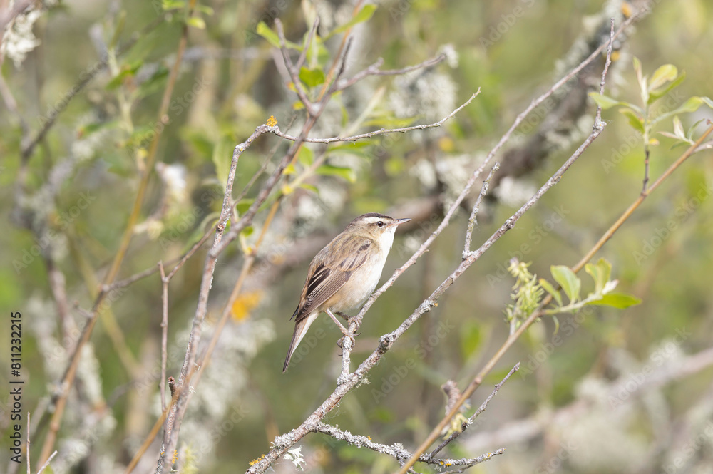 Acrocephalus schoenobaenus Sedge Warbler perching on reed and singing Acrocephalus schoenobaenus Sedge Warbler perching on reed and singing