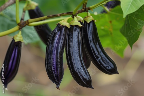 Mucuna Pruriens: A Tropical Herb for Health and Wellness - Seeds Packed with Powerful Health photo