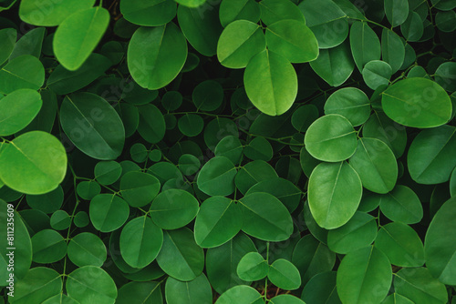 Green leaves form a round shape textured background. © Akira Kaelyn