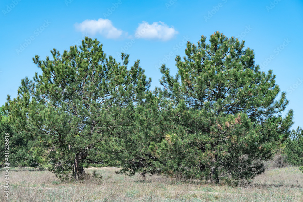 Pine forest on sunny day. Panorama of natural coniferous trees. Evergreen trunks of spruce plant in woodland. Getting away from it urban problems on wonderland of pine grove. Wildlife landscape. Pine forest on sunny day. Panorama of natural coniferous trees. Evergreen trunks of spruce plant in woodland. Getting away from it urban problems on wonderland of pine grove. Wildlife landscape.