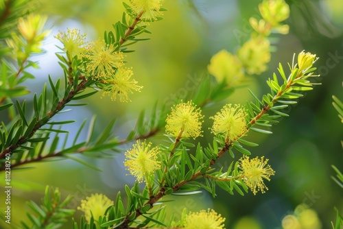 Melaleuca Alternifolia in Japan: A Stunning Nature Shot of the Tree with Beautiful Green and Yellow photo