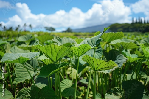 Kalo - The Hawaiian Taro Root in Close-up View, Growing in Hawaii's Rich Soil