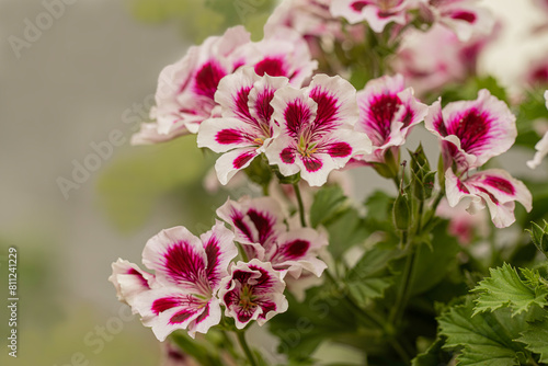 Pelargonium crispum  Angel eyes   Geranium Angel s Perfume with Pink - white flowers