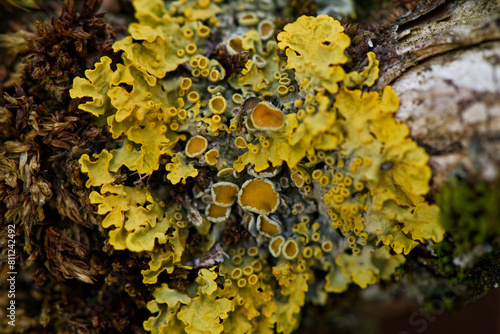 Foto Bright yellow xanthoria parietina