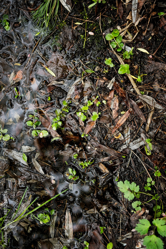 Swamp texture, swamp landscape, top view. Fresh bright vegetation, dirt and water. Swamp texture, swamp landscape, top view. Fresh bright vegetation, dirt and water.