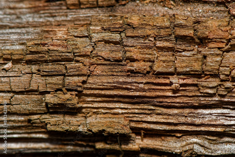 Detailed brown tree bark texture. Natural light. Close up view. Abstract natural background Detailed brown tree bark texture. Natural light. Close up view. Abstract natural background