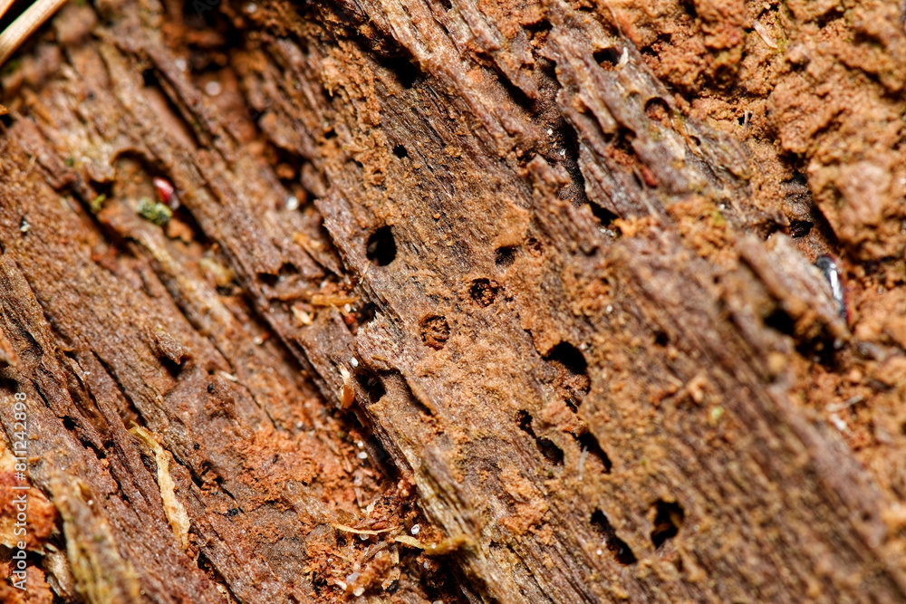 Fototapeta premium Detailed brown tree bark texture. Natural light. Close up view. Abstract natural background
