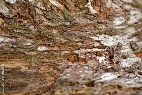 Texture of tree bark with cracks on it. Rotten wood texture. Forest scene. Close up. Abstract natural background, wallpaper