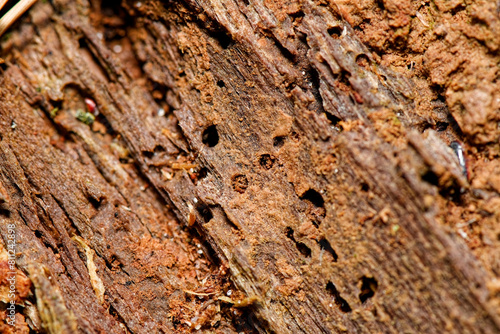 Detailed brown tree bark texture. Natural light. Close up view. Abstract natural background