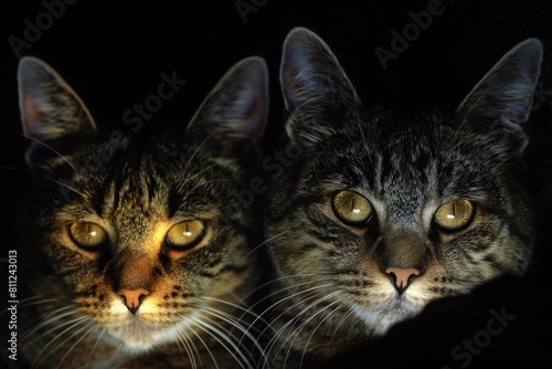 Close up of two cats looking at the camera on a black background