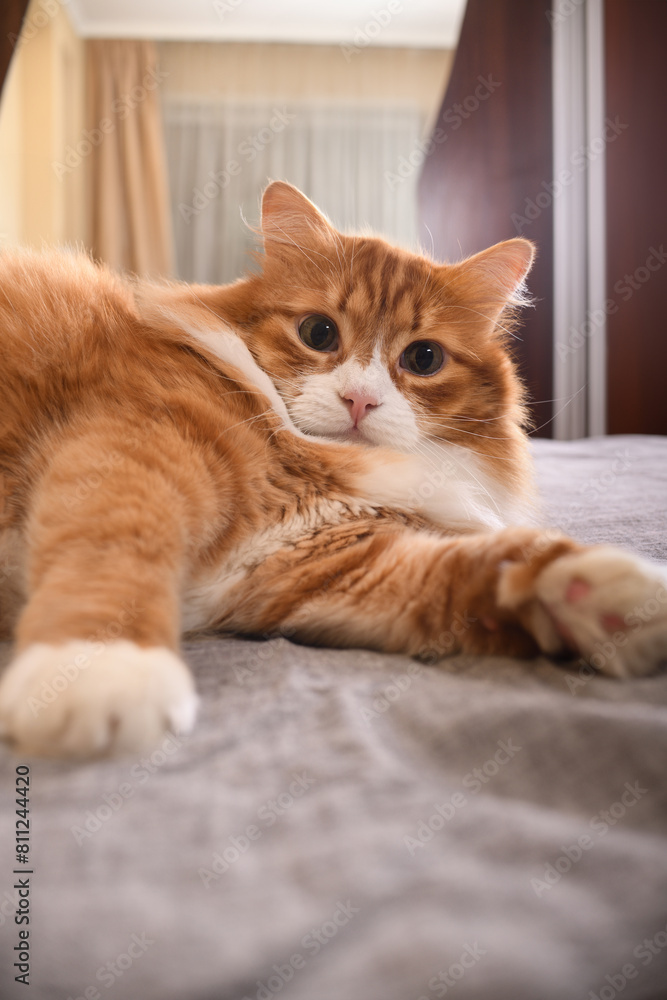 The ginger cat is resting, lounging on the bed. Close-up. The ginger cat is resting, lounging on the bed. Close-up.