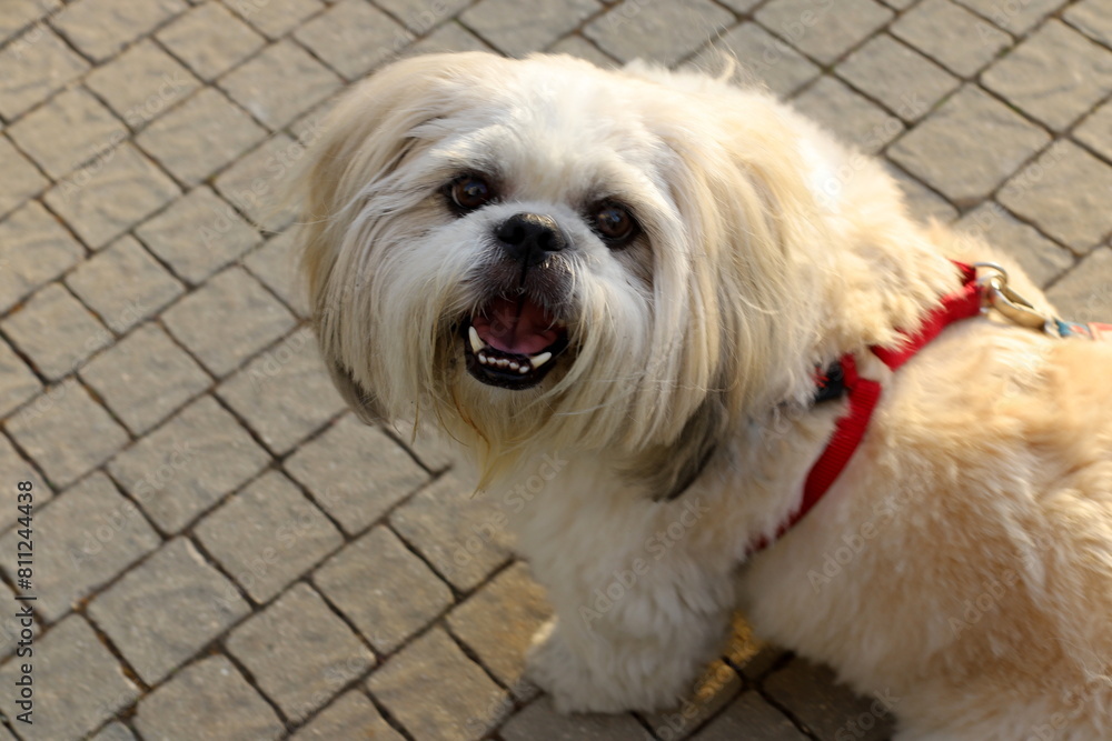 A dog on a walk in a city park on the shores of the Mediterranean Sea. A dog on a walk in a city park on the shores of the Mediterranean Sea.