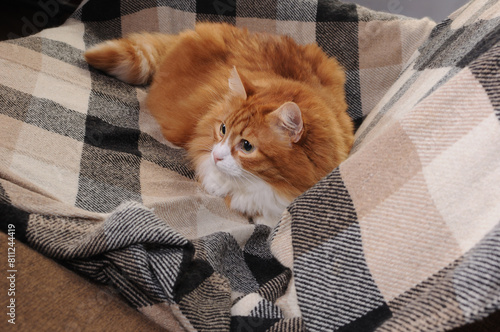 Red cat resting lying on a checkered woolen blanket on the sofa