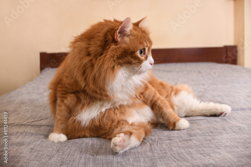  Red cat sitting on the bed, doing personal hygiene