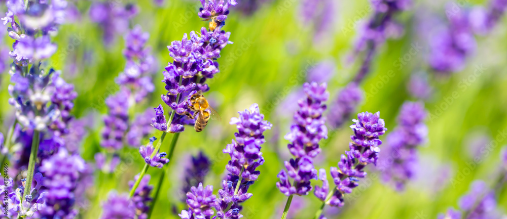Fototapeta premium Spring lavender flowers under sunlight. Bees pollinate flowers and collect pollen. Lavender honey. Beautiful landscape of nature with a panoramic view. Hi spring. long banner