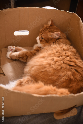 Red cat lies in a cardboard box, top view