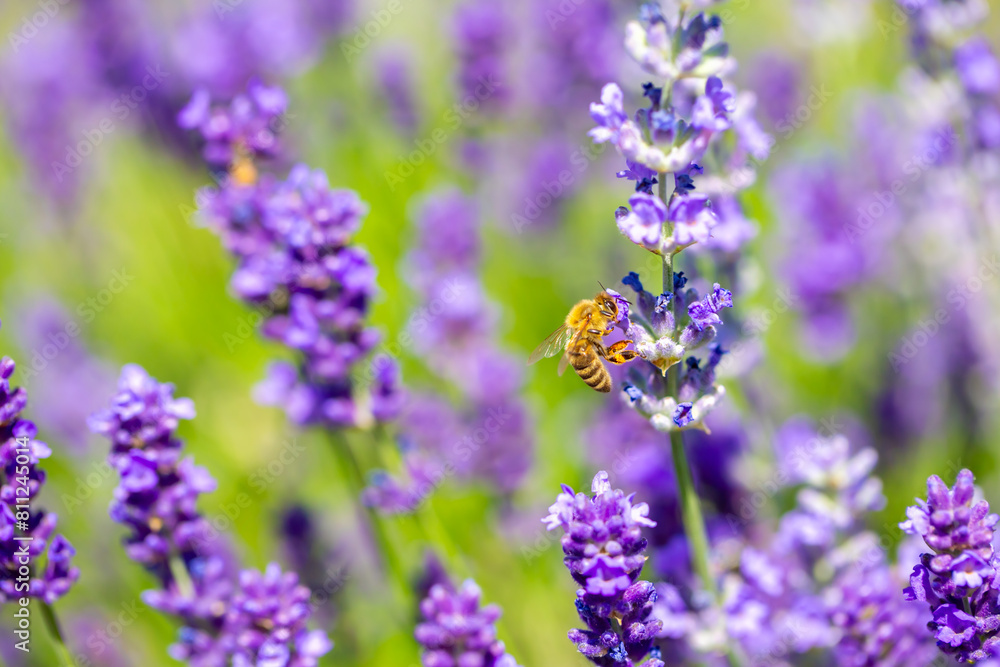 Spring lavender flowers under sunlight. Bees pollinate flowers and collect pollen. Lavender honey. Beautiful landscape of nature with a panoramic view. Hi spring. long banner Spring lavender flowers under sunlight. Bees pollinate flowers and collect pollen. Lavender honey. Beautiful landscape of nature with a panoramic view. Hi spring. long banner