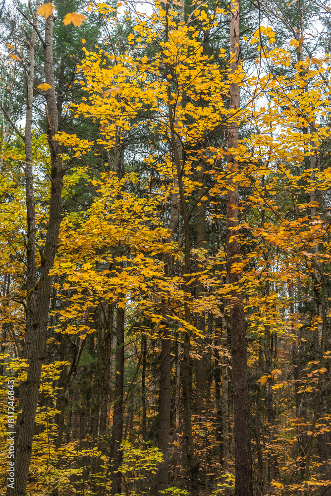 Obraz premium Fall time in park