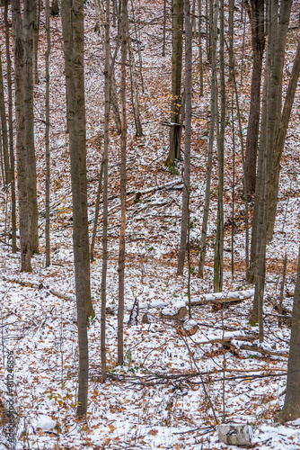 Forest in winter time