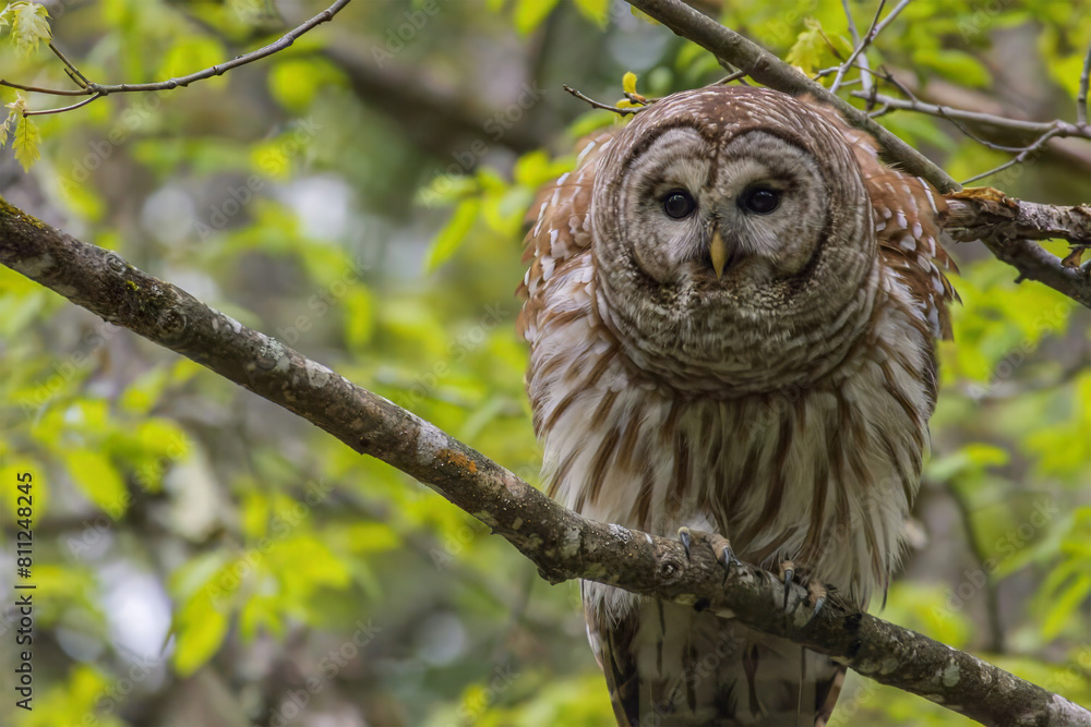 Barred Owl Barred Owl