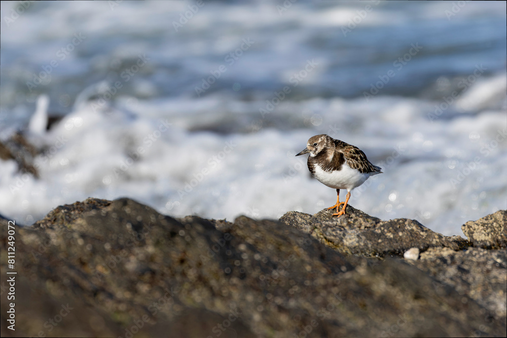 Ruddy Turnstone Arenaria interpres on low tide on a sandy beach in Normandy, France Ruddy Turnstone Arenaria interpres on low tide on a sandy beach in Normandy, France